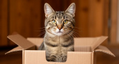 Почему кошки любят коробки: ученые наконец расставили все точки над і