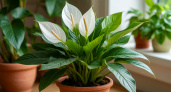 Как заставить спатифиллум цвести: простые правила, которые работают без удобрений