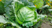 Хруст до июня и ни грамма гнили: как угадать идеальный день для уборки капусты - мой личный лайфхак