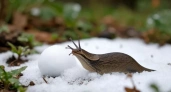 Чтобы слизни 100% не пережили зиму: 2 ложки избавят весь участок от прожорливых моллюсков на 2 сезона - работает всегда