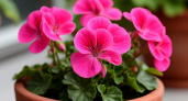 Вжух – и даже чахлая герань заряжена на мощную бутонизацию: одна процедура превращает унылый куст в цветущего чемпиона