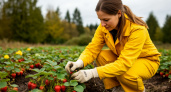 Готовлю садовую клубнику к зиме за 3 простых шага. Соседка повторила и собрала в 2 раза больше ягод