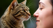 Кошка сама выбирает, кого любить: почему она прилипает к «равнодушным», а не к заботливым