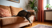 Мой диван вздохнул с облегчением: один трюк, и кошка перестала точить когти о мебель