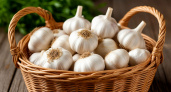 Чеснок пророс осенью? Не паникуйте — правильные действия помогут получить даже более крупный урожай