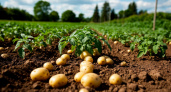 Что сажать после картофеля: стратегии севооборота для сохранения плодородия почвы