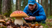 У нас в лесу завёлся необычный гриб: во Франции считается одним из самых дорогих и вкусных