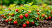 Как не ошибиться при выборе саженцев клубники: советы от опытного садовода