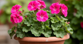 Почему сажать герань в грунт вместе с горшком — неэффективная и вредная практика