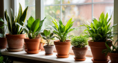 Как правильно поливать комнатные растения: от спасения увядающих экземпляров к устойчивому цветению