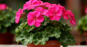 Пеларгония в тесном горшке: миф о пышном цветении и правильный подход к пересадке