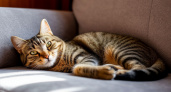 Мурчание как терапия: как кошки помогают человеку снимать боль и стресс
