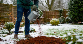 Сыпьте, пока не поздно: какое удобрение рассыпаю по снегу в ноябре для мегаурожая