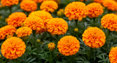 Бархатцы в саду: где они помогают, а где могут навредить урожаю