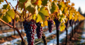 5 сортов винограда, которым нипочем сибирские морозы - посадила и забыла, не укрываю даже в -35