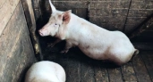 В Юрьянском районе владелица свиней получила штраф из-за нарушений