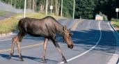 В Слободском районе расследуют дело о незаконной добыче самки лося