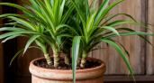 Цветоводы в восторге: обычная луковая шелуха поднимает "дохлую" драцену лучше покупных препаратов - тут "рецепт"
