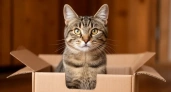Дом мечты за 0 рублей: почему все кошки обожаютт коробки - ученые наконец расставили все точки над і