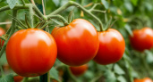 Не томаты, а праздник: буду сажать только эти 6 живучих сортов - и всем советую