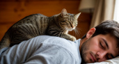 Хозяин спит, а кошка по нему ходит как по тротуару - что это значит