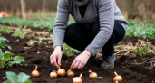 Высаживаю севок под зиму и всегда с отличным урожаем лука на следующий год: раскрываю секреты посадки