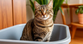 Сколько наполнителя сыпать в лоток для кошек: как найти идеальный баланс для вашего питомца
