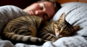 Как кошки решают, с кем из хозяев спать и что влияет на их выбор