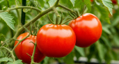  Максимум мякоти и минимум сока: нашёл 7 самых мясистых томатов. Бесподобный вкус и урожайность