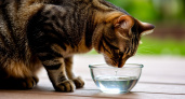 Кошка не пьёт воду: 5 признаков обезвоживания, которые видны сразу - присмотритесь к питомцу