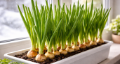 Через 10 дней уже срезают пучки: 3 правила, которые делают зимний лук густым и зеленым