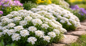Грядка стала белоснежной за 40 дней: цветок, который выглядит как дизайнерский при любом уходе