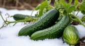 Гениально и бесплатно: еще 300 лет назад на Урале огурцы выращивали в сугробах - иностранцы переняли, а мы забыли 