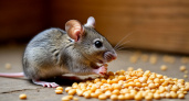Угостил мышей горохом, а они сгинули моментом: яды в магазине теперь обхожу стороной