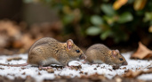 Мыши в панике: две капли - и вся армия грызунов бежит. Новый способ защитить участок без яда