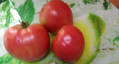 Нашла идеальный сорт томата: собираю по 7 кг с куста - плоды мясистые, с нежной кислинкой, фитофторой не болеют 