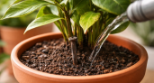 Зачем в СССР клали гвоздь в цветочный горшок: агрономы объяснили старый способ ухода за комнатными растениями