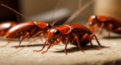 Узнал, куда в 2000-х годах из домов пропали полчища тараканов - почему они сейчас возвращаются
