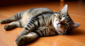 Почему кошка катается по полу на спине: разбираемся в поведении питомца