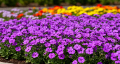 Неприхотливые, цветут весь сезон - украшаем сад растениями-подушками
