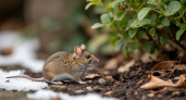 Мыши в панике: две капли - и вся армия грызунов бежит. Новый способ защитить участок без яда