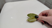Теперь я покупаю лавровый лист упаковками, но не для готовки - соседка дала крутой совет