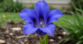 Завораживающий многолетник - сеют уже в феврале: редкий сапфир, который украсит любой сад