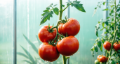 Секретный сорт: томаты, которые плодоносят при любой погоде - проверено в аномальное лето