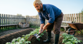 Никогда не окучивайте картошку на огороде: вот почему все умные садоводы перестали это делать
