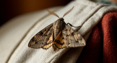 Как избавиться от моли в квартире: самые эффективные способы борьбы и профилактики