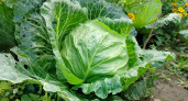 3 лучших сорта капусты - платные, тяжелые и урожайные: подходят для всего