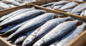Атлантическая или тихоокеанская - как отличить селедку при покупке? Продавец на рынке скрывать не стал