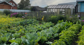 Почему в деревнях и селах резко перестали сажать огороды - вот в чем главная причина