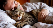 Почему некоторые кошки спят в ногах у хозяина, а некоторые возле головы: секрет пушистых